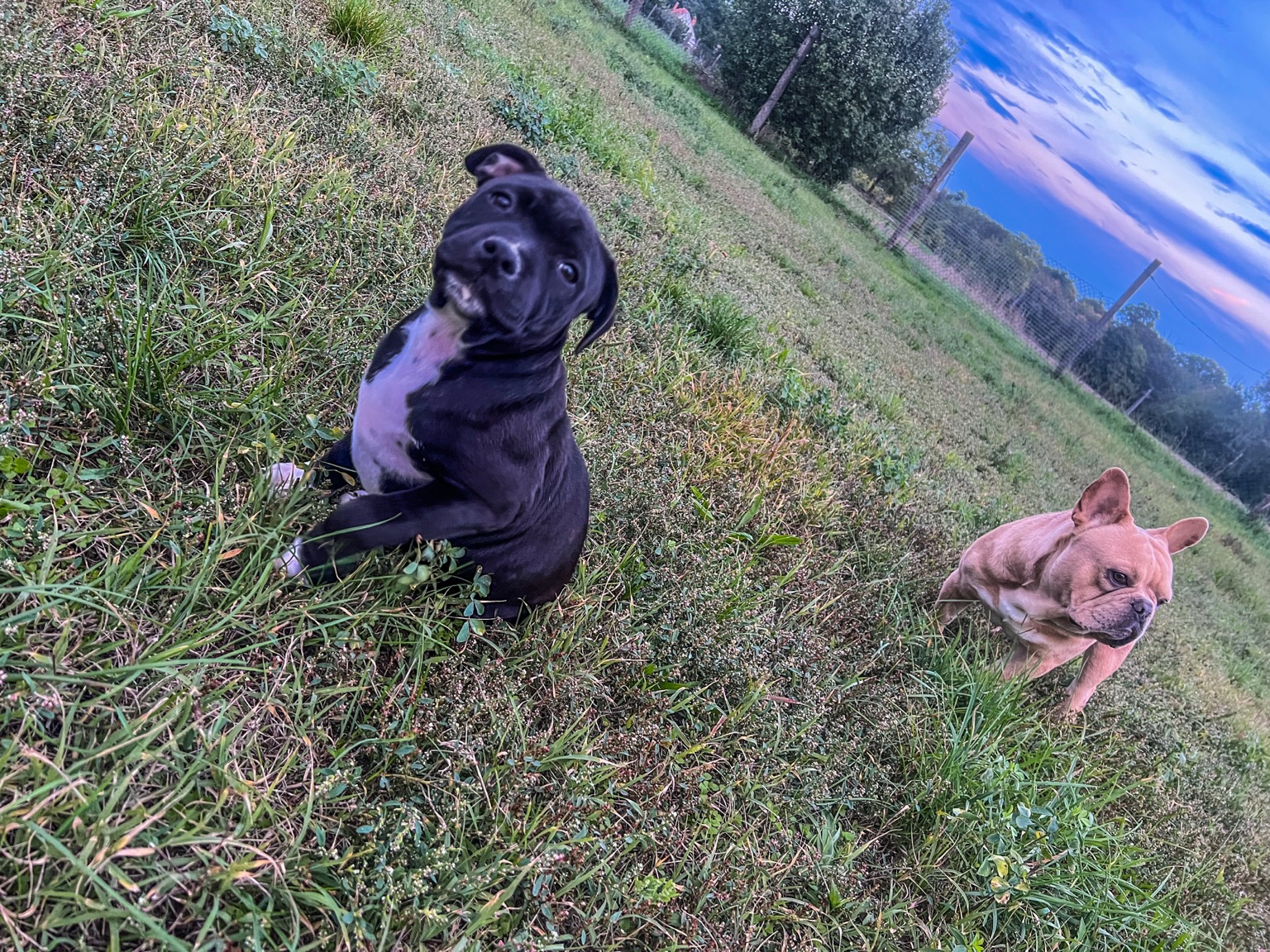 Hugo and Maddox together in the grass